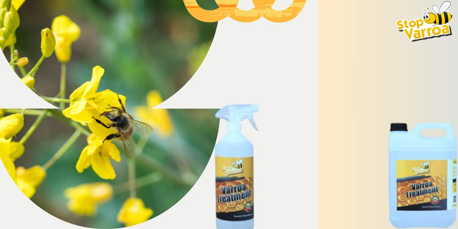 Erkennen Sie die Anwesenheit von Varroa und schützen Sie unsere Bienen wirksam