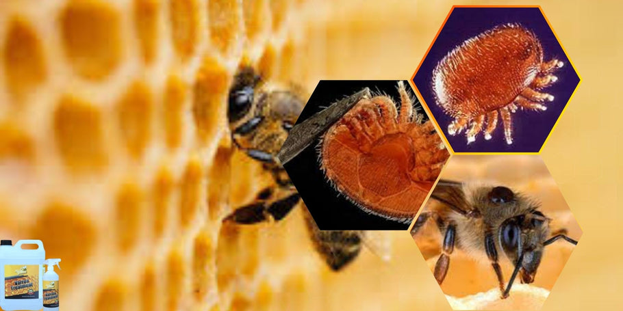 Wie schützen Sie Ihre Bienen vor Varroamilben?