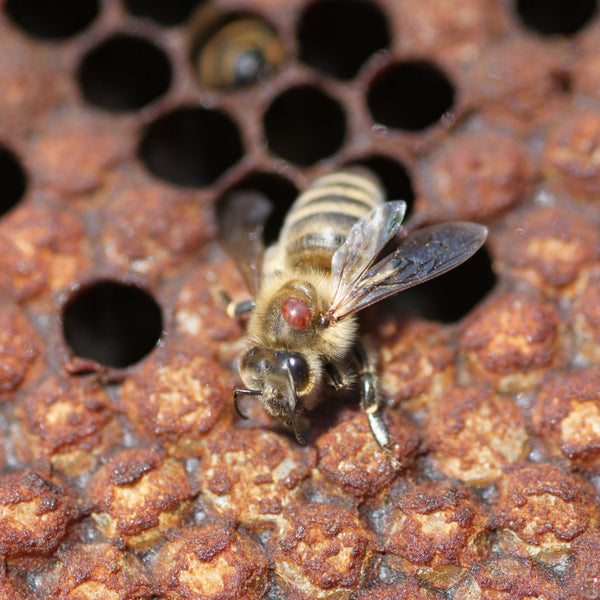 Retten wir die Bienen: Alles, was Sie über Varroa und ihre Gefahren wissen müssen