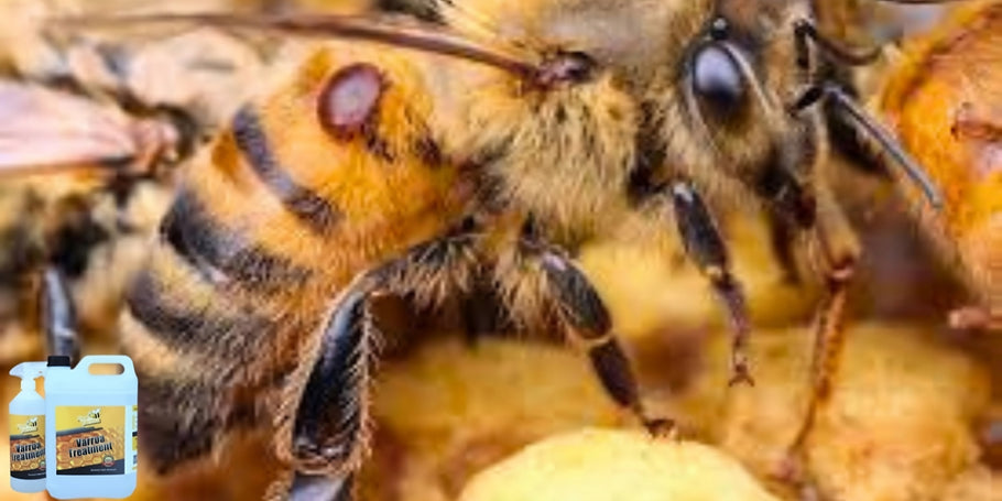 Innovation im Bienenschutz: das bahnbrechende Anti-Varroa-Produkt