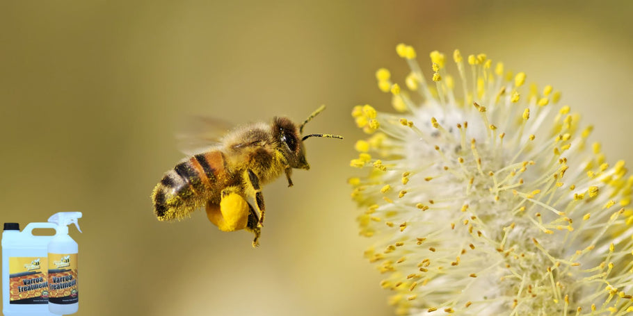 Die Varroa-Milbe: Ein unsichtbarer Feind der Bienenstöcke