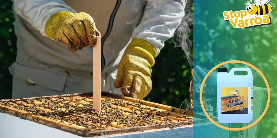 Varroa-Behandlung: Wann sollten Sie handeln, um Ihre Bienen zu retten?