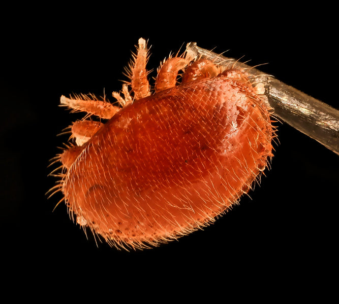 Wie schützen Sie Ihre Bienen vor Varroa-Milben?