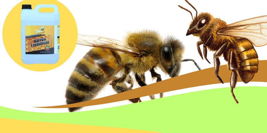 Varroa: Schützen Sie Ihre Bienen!