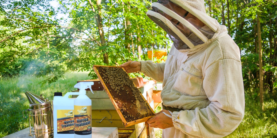 Varroa-Milbe: Bedrohung für Bienen, Lösungen für Imker