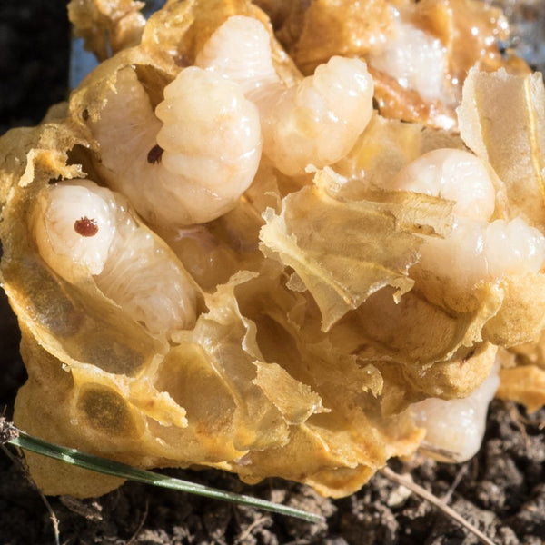 Imker-Alarm: Varroa steht vor Ihrer Haustür!