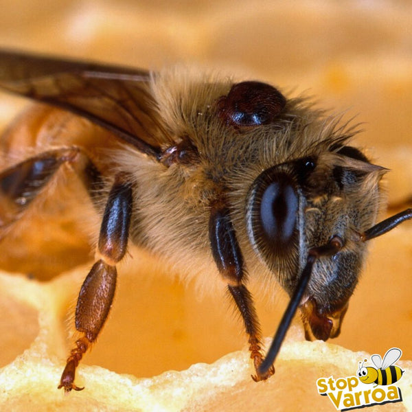 Bienen in Gefahr: Die Geißel der Varroa