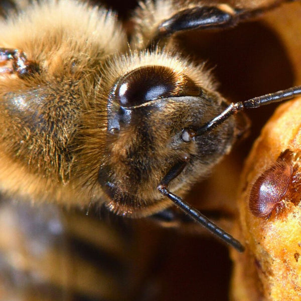 Die wirksamsten Produkte und Methoden gegen Varroa